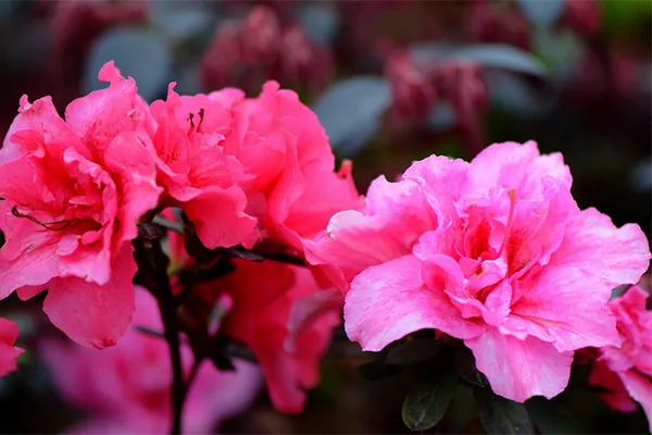 云霧山杜鵑花什么時候開 2019年云霧山杜鵑花開放時間(圖1)