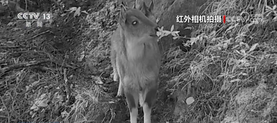 哈巴雪山監(jiān)測到多種珍稀保護(hù)動物 生物多樣性保護(hù)成效明顯(圖1)