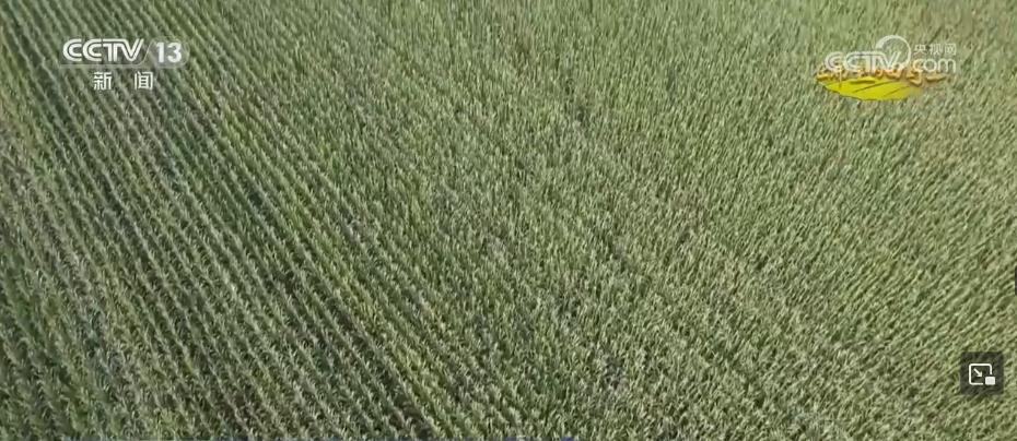 糧食主產區迎豐收 規模化經營 為好技術找到用武之地(圖1)