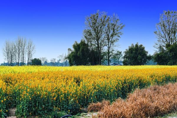 天府農(nóng)業(yè)博覽園油菜花最佳觀賞時間