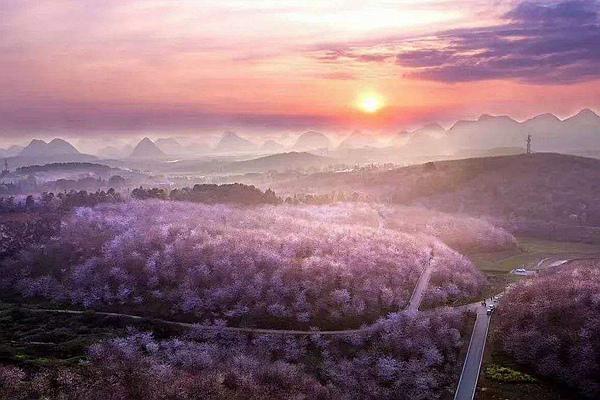 貴州平壩櫻花觀賞指南2024 附最佳觀賞時間及賞櫻路線