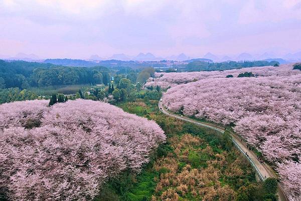 貴州平壩櫻花觀賞指南2024 附最佳觀賞時間及賞櫻路線