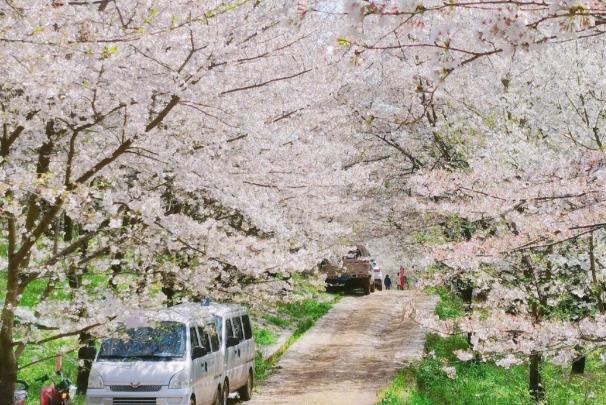 貴州平壩櫻花2024開放時間 平壩櫻花在哪里