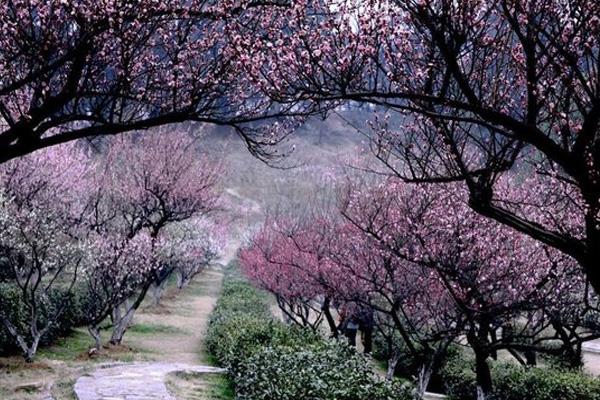 2024南京梅花節在哪里舉辦