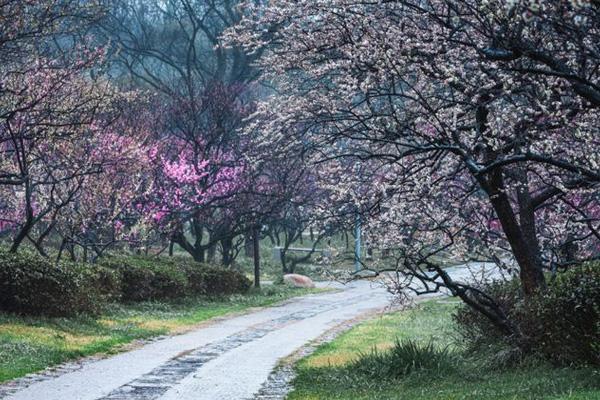 2024南京梅花節在哪里舉辦