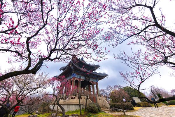 2024南京梅花節(jié)門(mén)票價(jià)格及優(yōu)惠政策