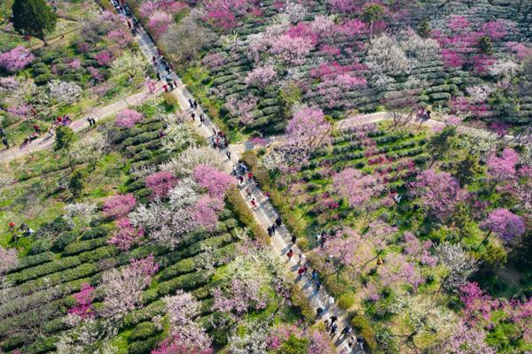 2024南京梅花節(jié)門(mén)票價(jià)格及優(yōu)惠政策