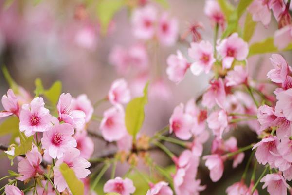 長(zhǎng)沙看桃花去哪里