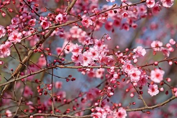 長(zhǎng)沙看桃花去哪里
