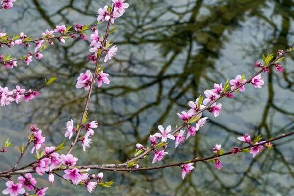 長(zhǎng)沙看桃花去哪里