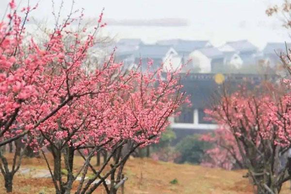 2024蘇州香雪海景區(qū)開放時間