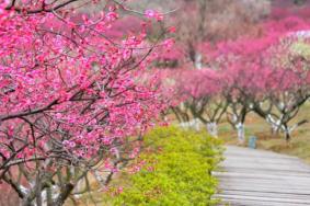 2024張家港香山梅花節門票多少錢