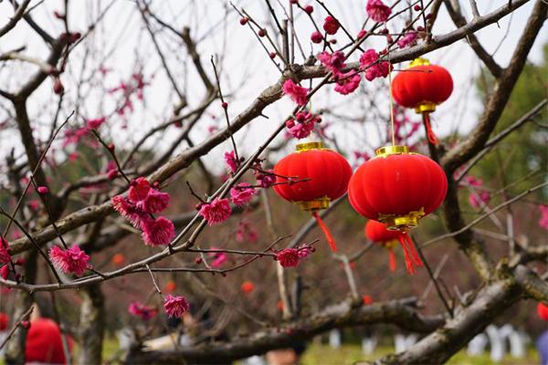 2024上海梅花節(jié)時(shí)間+地點(diǎn)+門(mén)票+交通+介紹