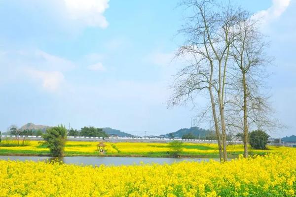 潼南油菜花景區在哪里