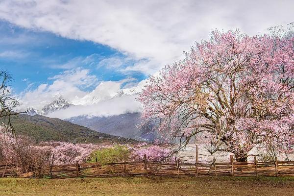 波密桃花溝最佳觀賞地點(diǎn)