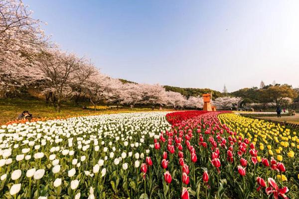 2024上方山百花節是什么時候