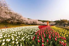 2024上方山百花節是什么時候
