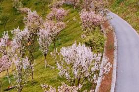 樂(lè)山春季賞花景點(diǎn)有哪些
