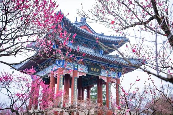 2024中國南京國際梅花節(jié)詳細游玩攻略