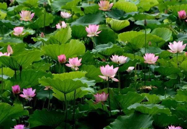 廣州賞花的最佳季節是幾月份