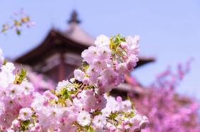 2024年西安青龍寺櫻花幾月開 開了嗎現在