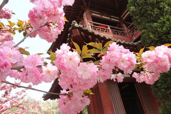 2024年西安青龍寺櫻花幾月開 開了嗎現在