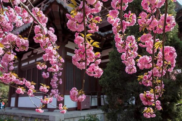 2024年西安青龍寺櫻花幾月開 開了嗎現在