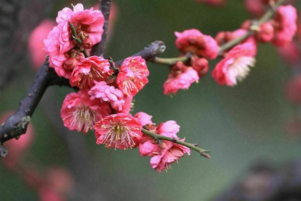 南陽(yáng)哪里看梅花