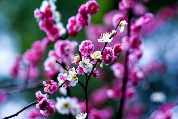 南陽(yáng)哪里看梅花