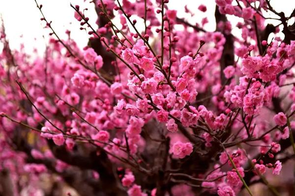 南陽(yáng)哪里看梅花