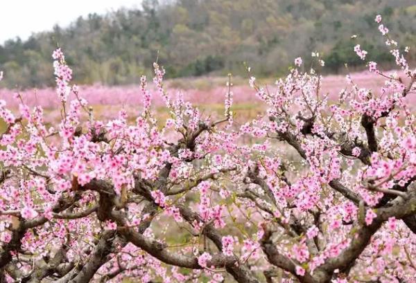 青島春季賞花的地方有哪些 賞花最佳時間