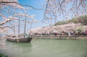 無(wú)錫免費(fèi)櫻花景點(diǎn)有哪些