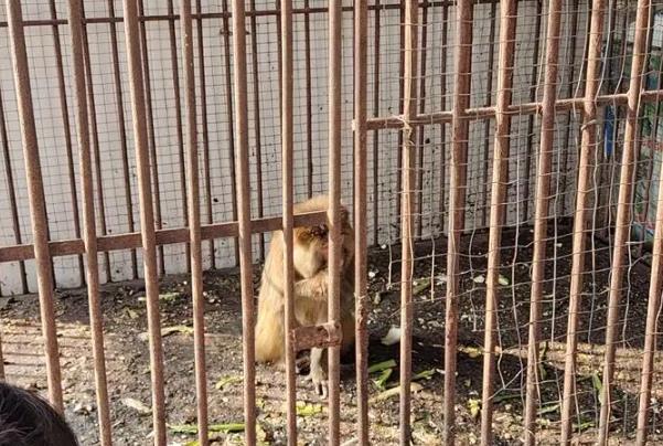 羅爺爺的動物園在哪里