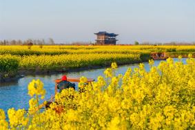 2024長(zhǎng)沙鵝洲島油菜花具體位置及最佳賞花時(shí)間