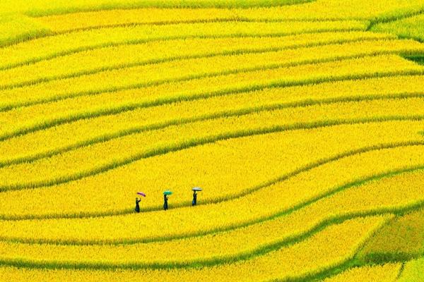 瀏陽油菜花什么時候開 看油菜花的地方有哪些