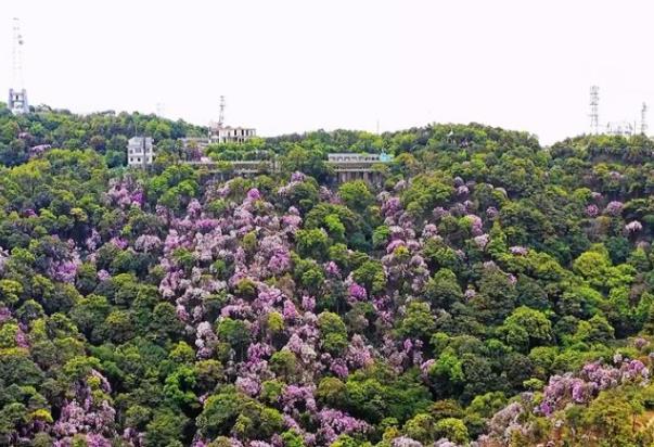 國內春天賞花最佳地點