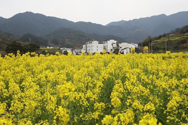 國內春天賞花最佳地點
