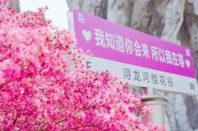 2024潯龍河櫻花谷門票優惠政策指南