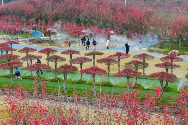 問(wèn)花村門票價(jià)格2024年