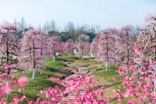 問(wèn)花村門票價(jià)格2024年