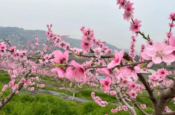 成都免費賞花的地方有哪些