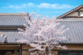 無錫拈花灣櫻花什么時(shí)候開2024 最佳賞櫻時(shí)間及賞櫻地點(diǎn)