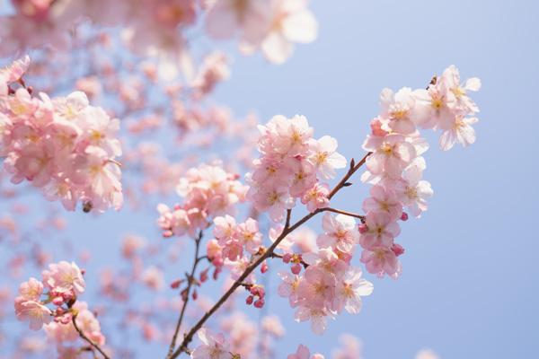 2024上海櫻花節(jié)什么時(shí)候開始