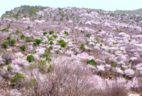 2024鄭國渠山野桃花節(jié)時間及地點