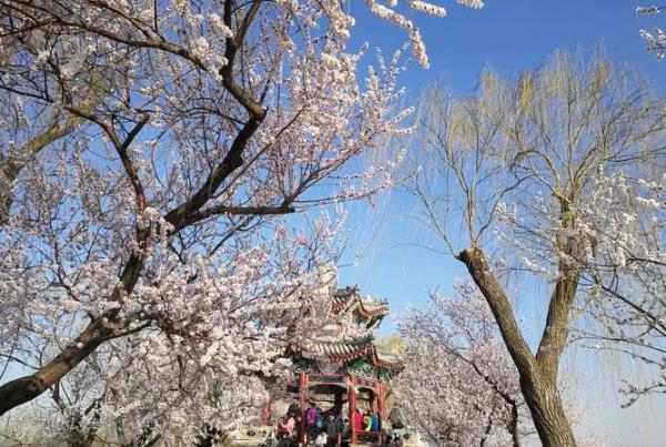 2024天津桃花節(jié)在哪里舉辦 什么時(shí)候開始