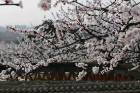 2024青白江杏花村開(kāi)花了嗎
