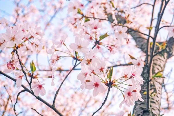 無錫免費(fèi)櫻花景點(diǎn)在哪里