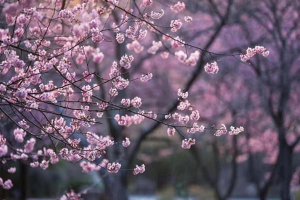 無錫免費(fèi)櫻花景點(diǎn)在哪里