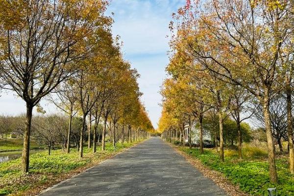 花開海上生態園最佳觀賞時間2024
