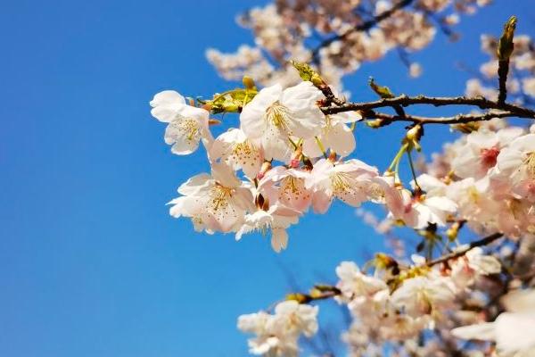 2024上海櫻花節門票多少錢 上海櫻花節攻略